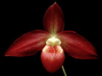 Ann B-13914.jpeg Ann B-13914.jpeg