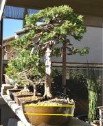 tall juniper repot.jpg