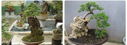 Bonsai1.png Bonsai1.png