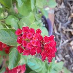 red lantana today.jpg
