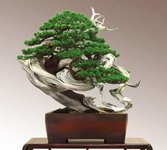 Chinese-Juniper-Enrico-Savini.jpg