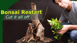 ficus_restyle_frontpage.png