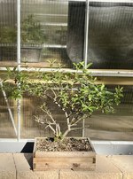 185E8961-D949-4B50-AB5B-45446801514D.jpeg 185E8961-D949-4B50-AB5B-45446801514D.jpeg