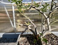 60FFE02C-0804-4FFF-A1D1-C18335743676.jpeg 60FFE02C-0804-4FFF-A1D1-C18335743676.jpeg