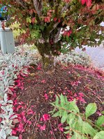 burning bush 4.jpg