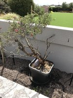 Manuka2.jpg