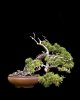JackPine.jpg