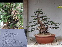 taxus_2019_2022.jpg