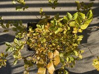 IMG_0207.jpeg