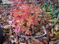 Semis21-SangoKaku_221126a.jpg