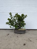 IMG_3103.jpeg IMG_3103.jpeg