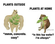 plants-at-home.jpg