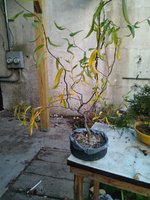 IMG_20221109_161452.jpg