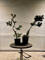 IMG_1833.jpeg