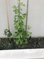 Gingko2.jpg