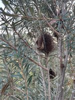 Banksia.jpg