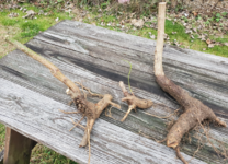 1672983995912.png 1672983995912.png