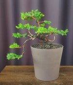 bonsai-start.jpg