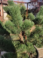 Pinus Nigra - Plant 5.jpg