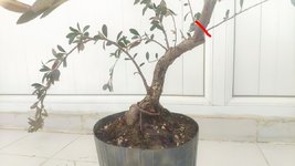 cotoneaster-cut.jpg