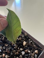 E416A96E-AE6D-488B-B8B0-2457897ABEC4.jpeg E416A96E-AE6D-488B-B8B0-2457897ABEC4.jpeg