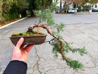 Cascade Juniper first style.JPG