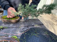 Pre-cascade Juniper.jpg