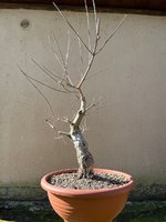 20230129_10_bonsai_vitex_agnus_castus_04.jpeg