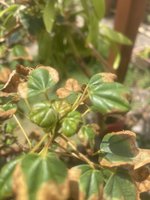 IMG_2208.jpeg