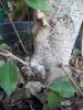 ficus-growth1.jpg