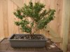 Pokomoke Miniature Crape Myrtle.jpg