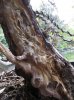 buttonwood14.jpg