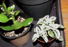 hypoestes_230202a.jpg