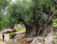 olive-tree-1500-years-old_2_orig.jpg