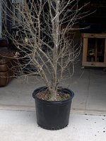 IMG_5775.jpeg