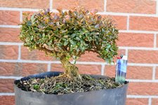 DSC_1462.JPG