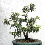 20211114_02_bonsai_pyracantha_01_cropped.jpeg