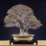 bonsai_winter_activities-005_large.jpg