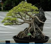 Ficus on rock Bonsai style (Seki-joju).jpg