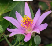 starflower.PNG