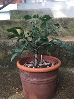 IMG_0367.jpeg