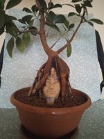 IMG_20230318_170717.jpg