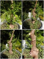 Collage_20230327_135730.jpg