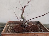 acer palmatum beni chidori 2023 03 13 (12).JPG