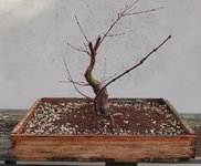 acer palmatum beni chidori 2023 03 13 (13).JPG