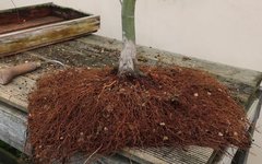 acer palmatum deshojo 2023 03 15 (2).JPG