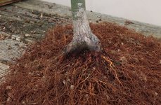 acer palmatum deshojo 2023 03 15 (3).JPG