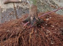 acer palmatum deshojo 2023 03 15 (6).JPG
