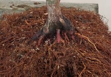 acer palmatum deshojo 2023 03 15 (7).JPG