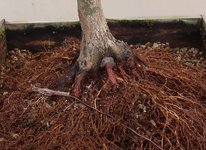 acer palmatum deshojo 2023 03 15 (13).JPG
